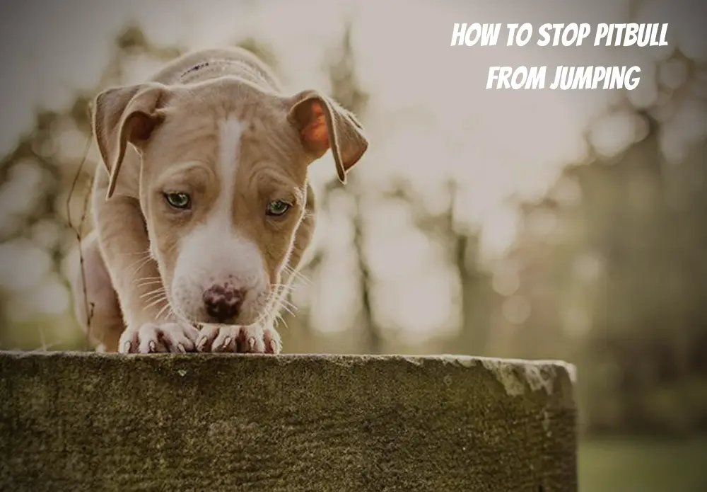 how to stop pitbull from jumping