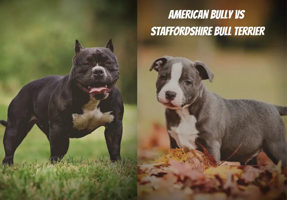 American Bully vs Staffordshire Bull Terrier
