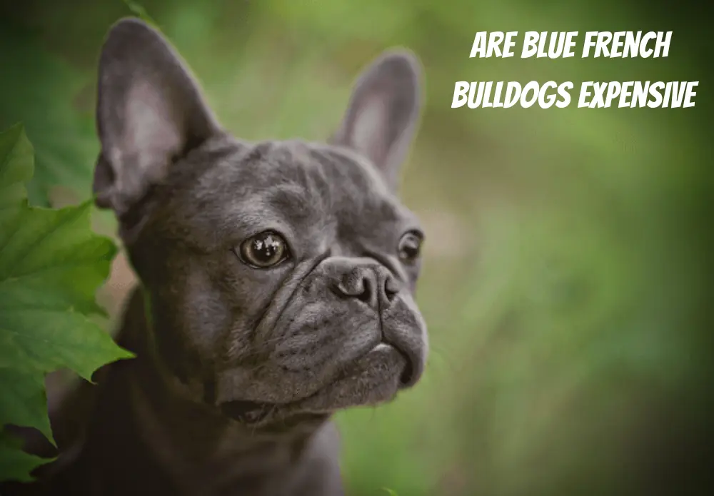 Are Blue French Bulldogs Expensive