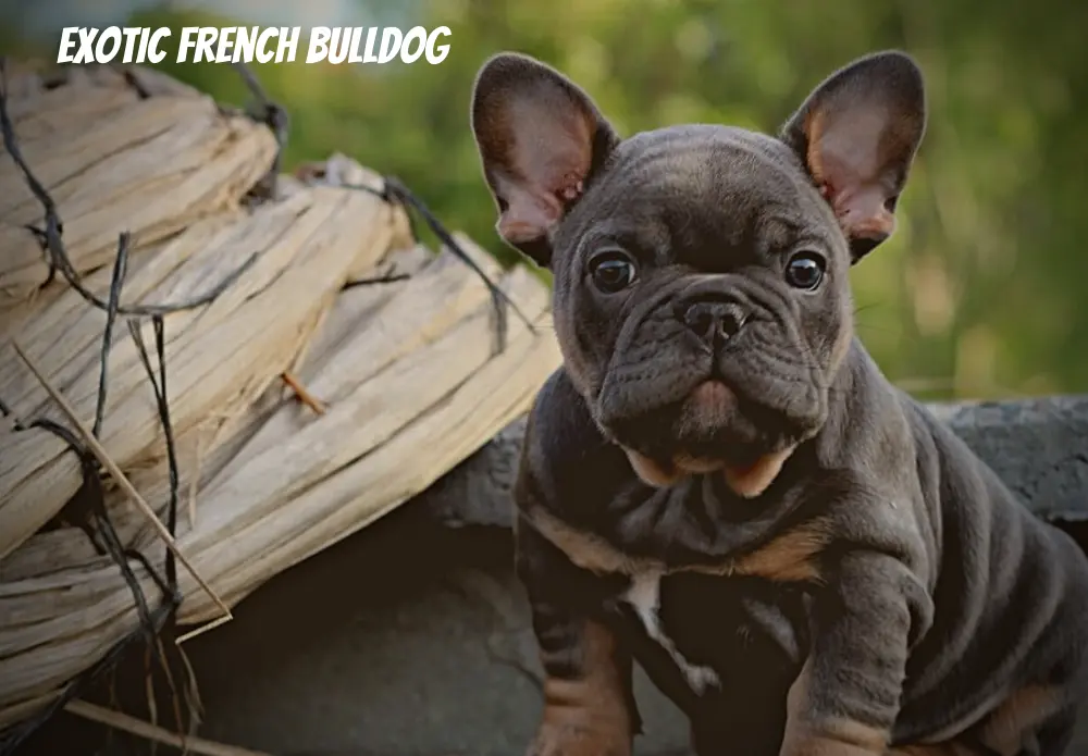 Exotic French Bulldog