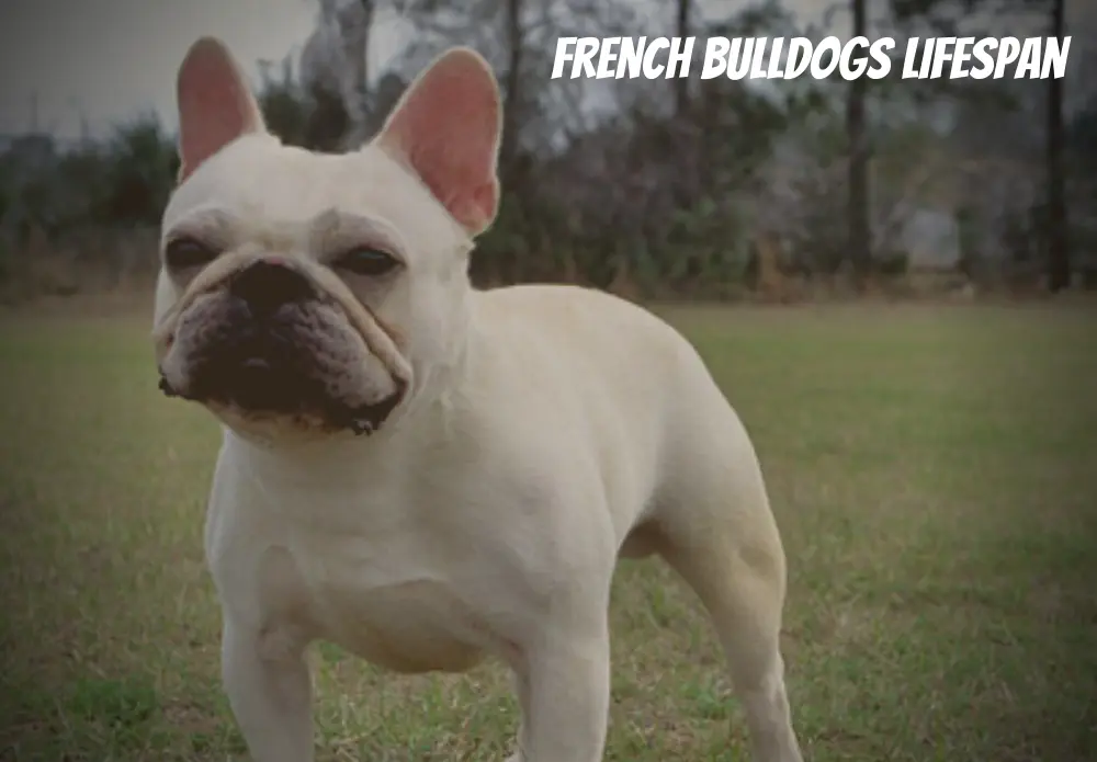 French Bulldogs Lifespan