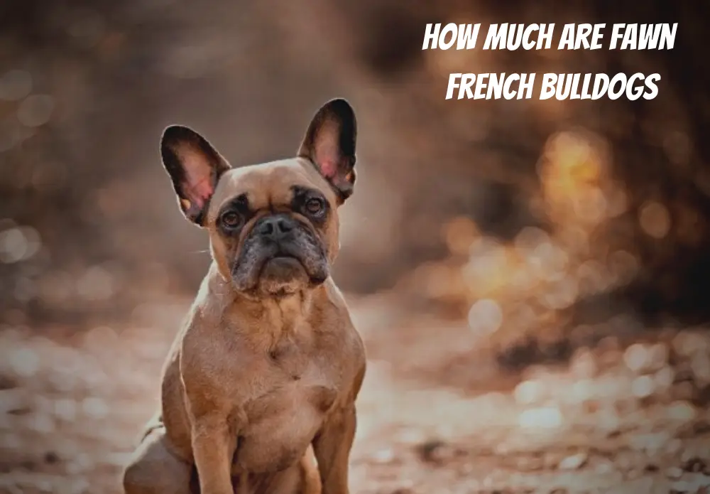 How Much Are Fawn French Bulldogs