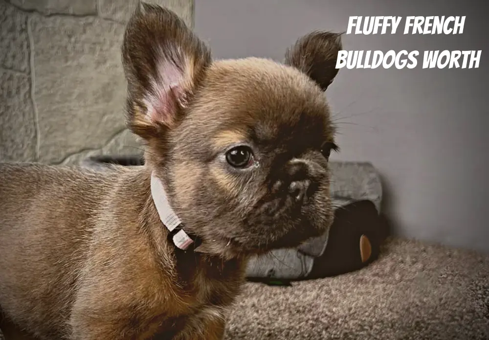 How Much Are Fluffy French Bulldogs Worth