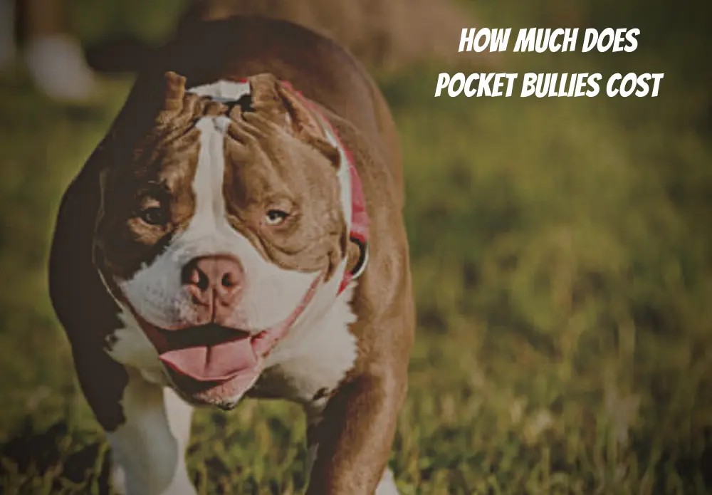 How Much Do Pocket Bullies Cost