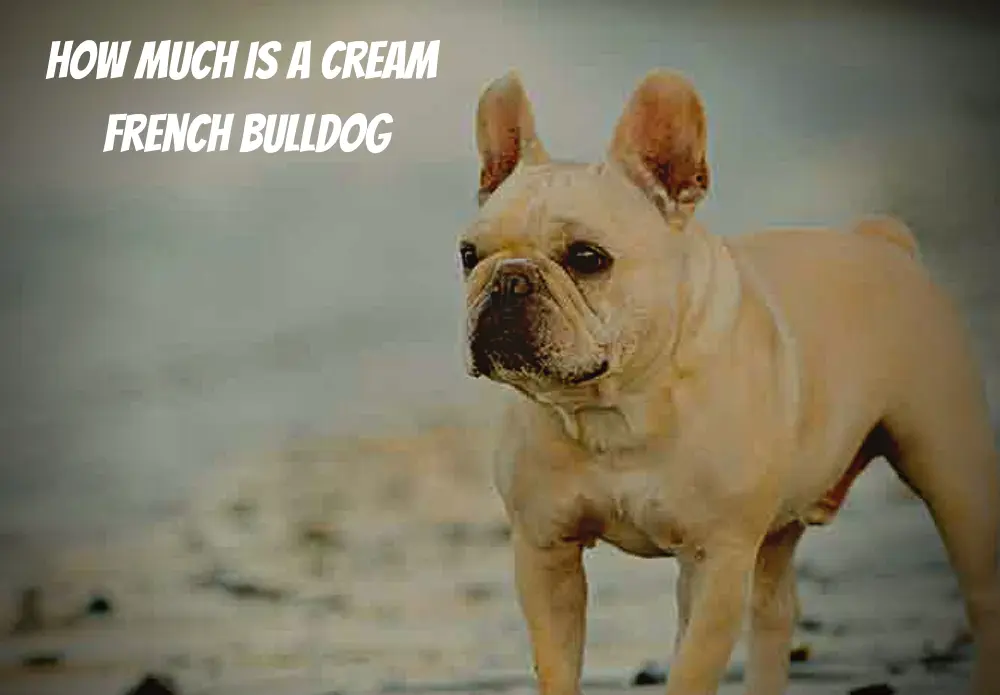 How Much Is A Cream French Bulldog