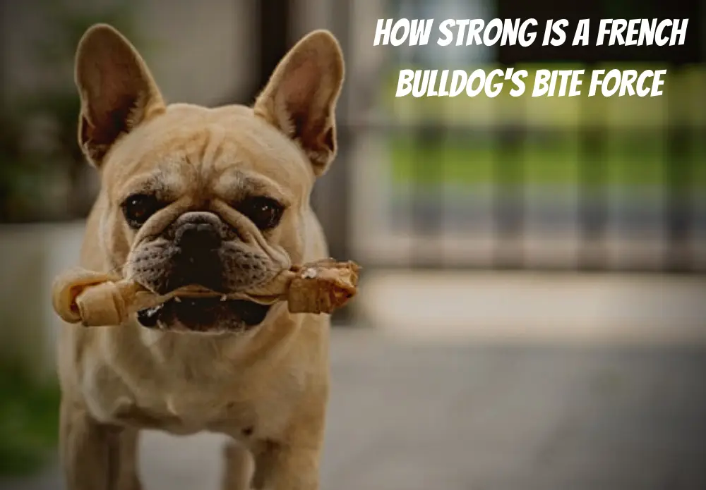 How Strong Is a French Bulldog's Bite Force