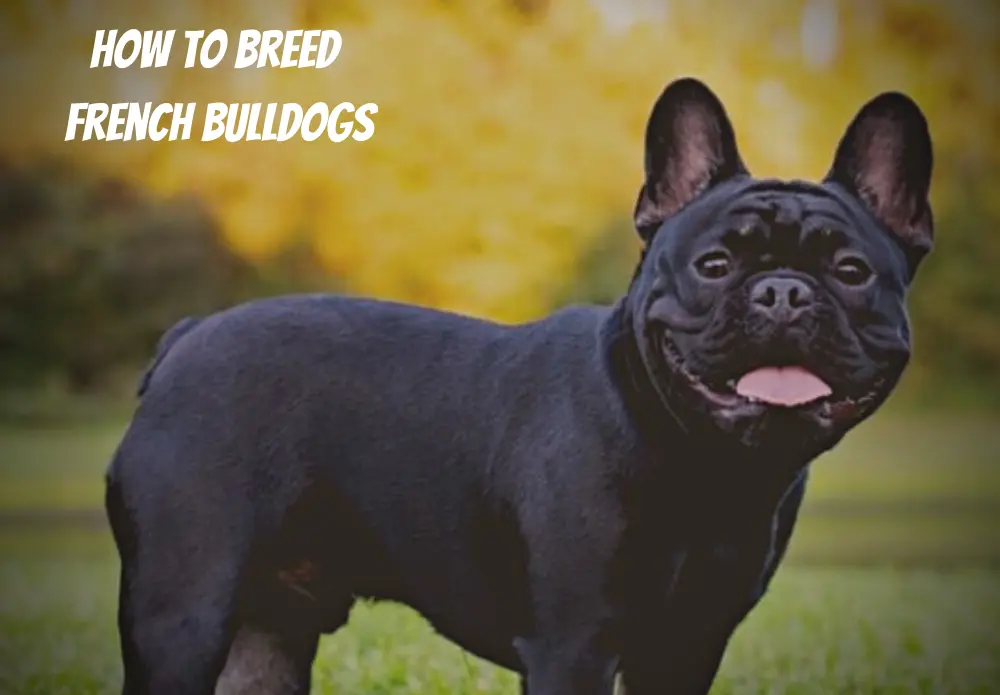 How to Breed French Bulldogs