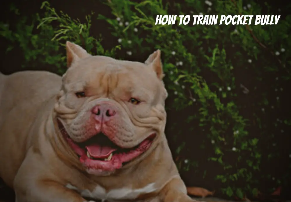 How to Train Pocket Bully