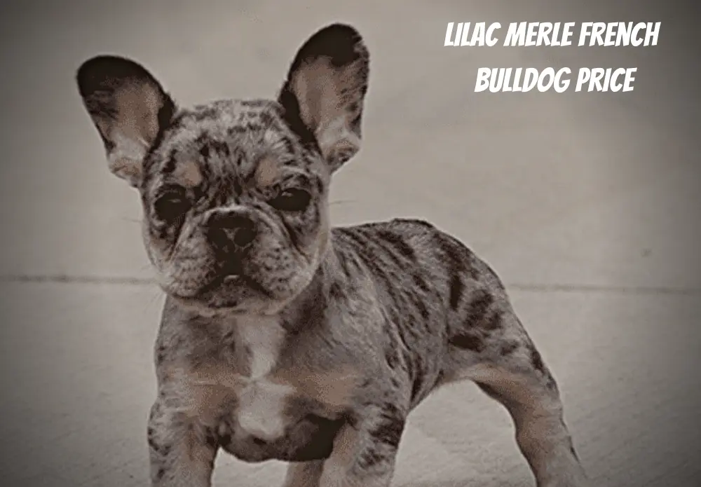Lilac Merle French Bulldog Price