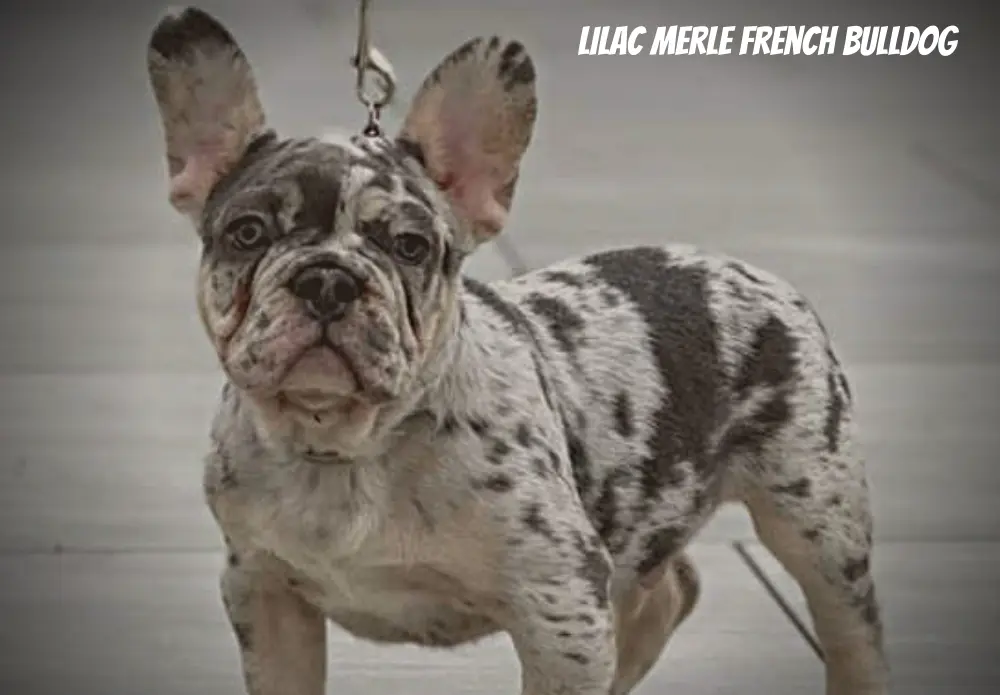 Lilac Merle French Bulldog