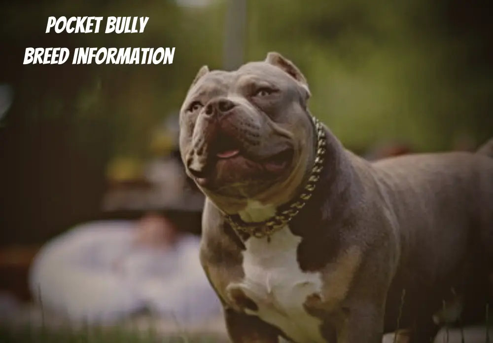 American Pocket Bully: Temperament, Appearance, & Care - PawSafe