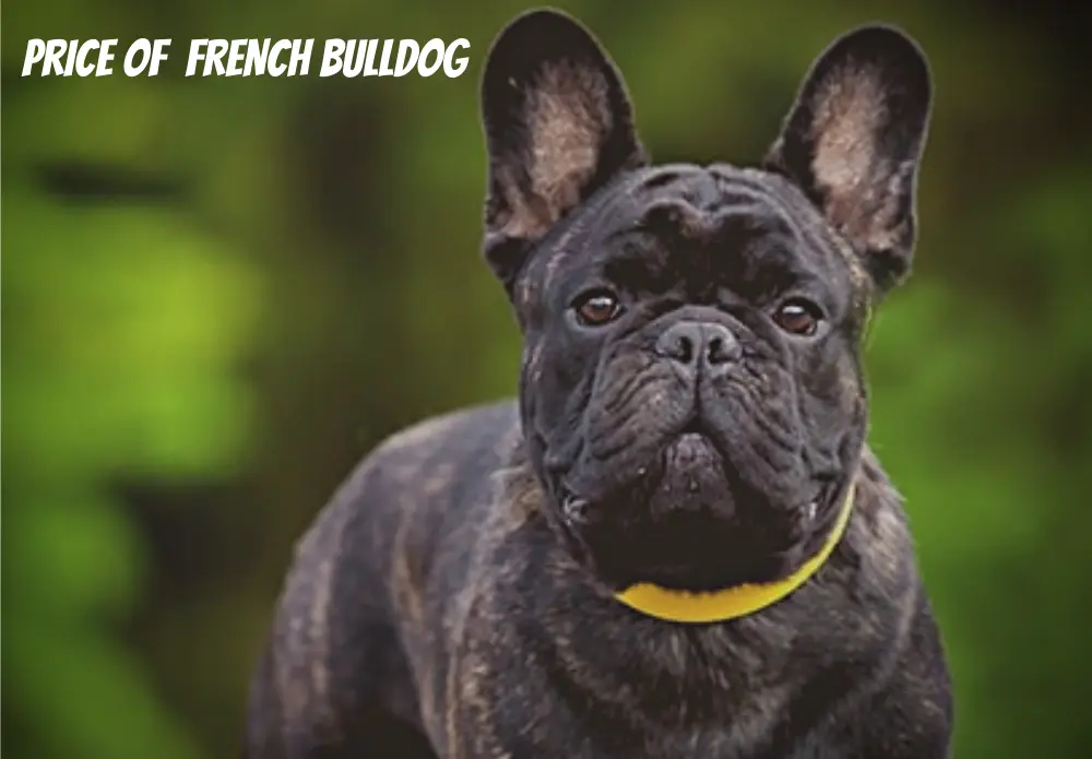 Price of French Bulldog