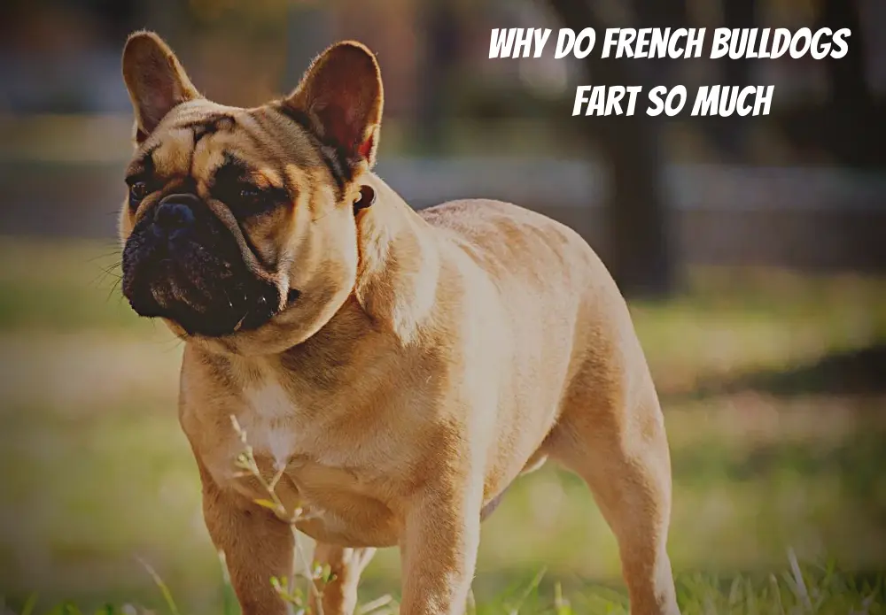 Why Do French Bulldogs Fart So Much