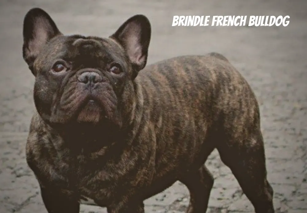 brindle french bulldog