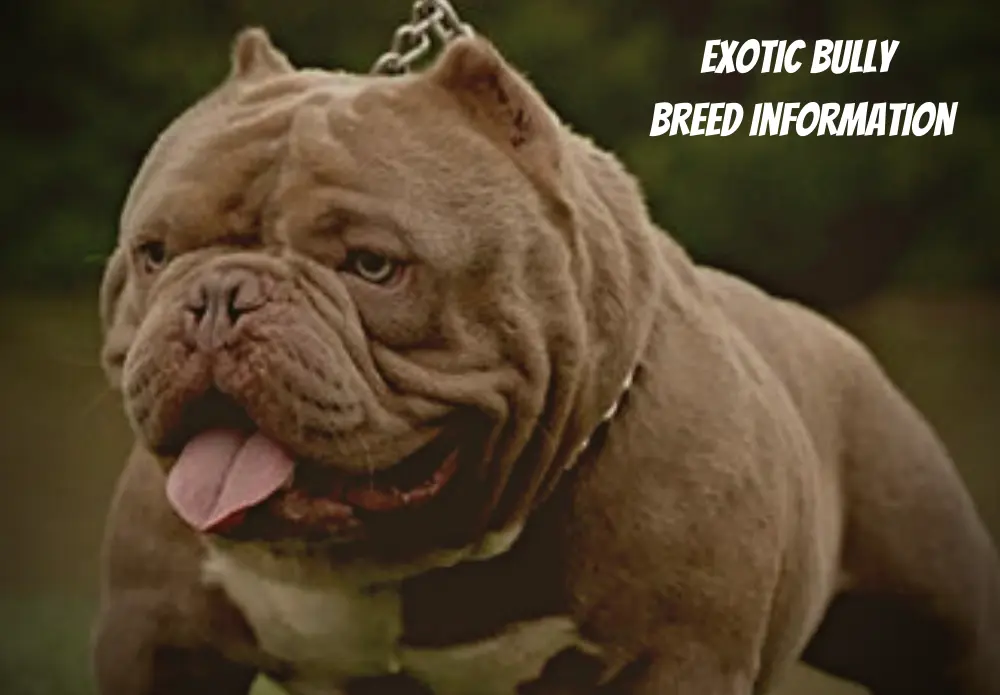 exotic bully breed information