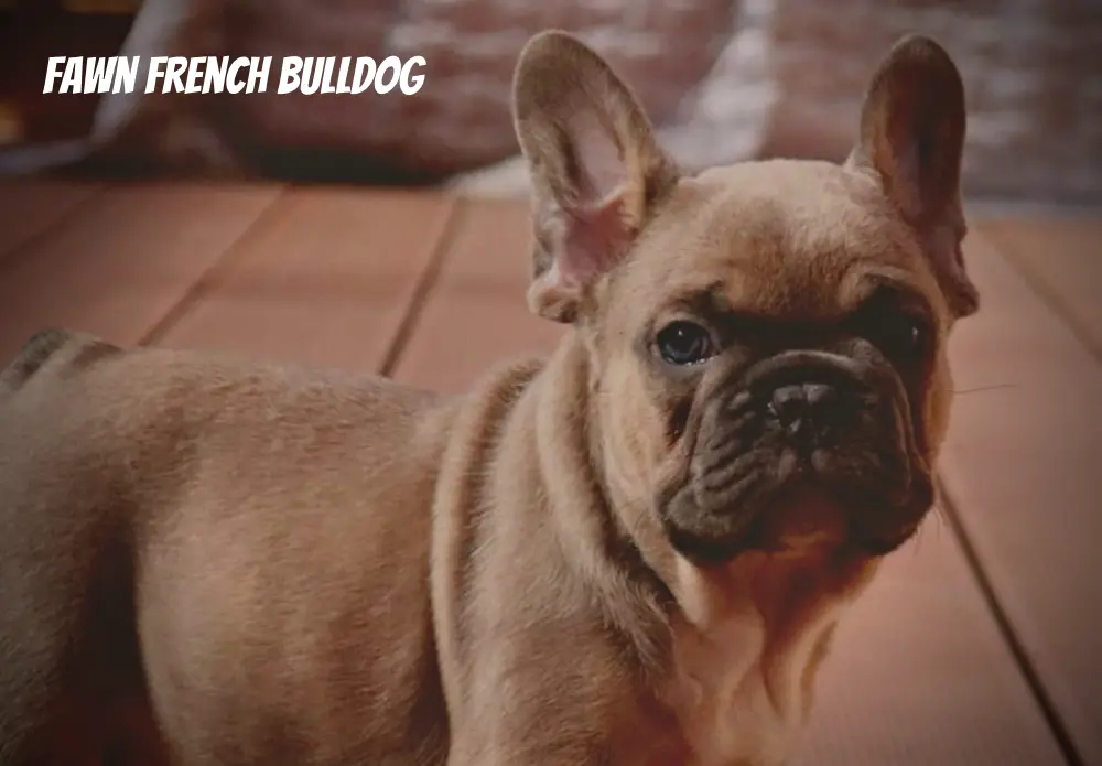 fawn french bulldog