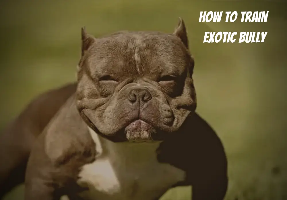 how to train exotic bully