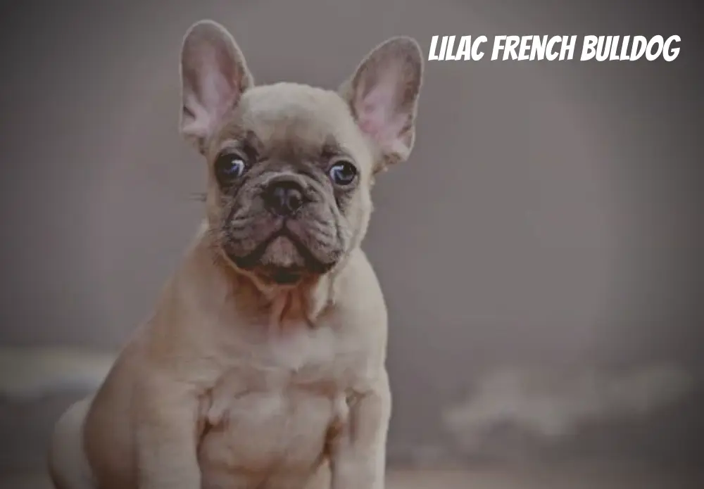 lilac french bulldog