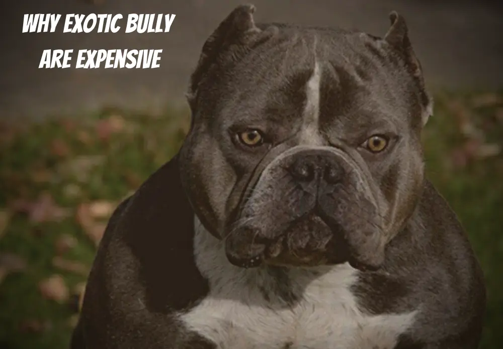 why exotic bully are expensive