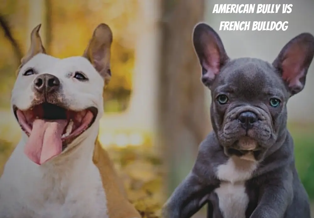 American Bully Vs French Bulldog