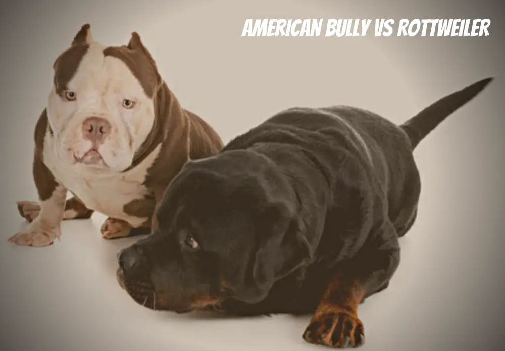 American Bully Vs Rottweiler