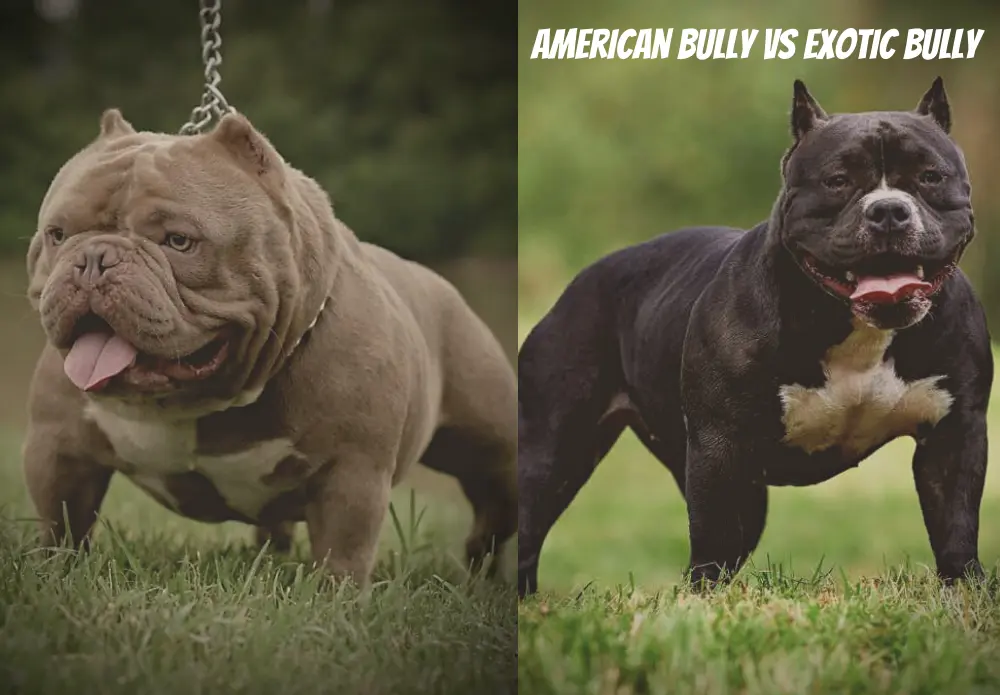 American Bully vs Exotic Bully