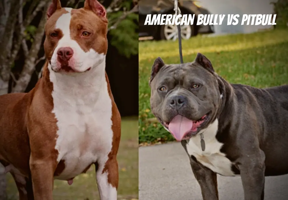 American Bully vs Pitbull