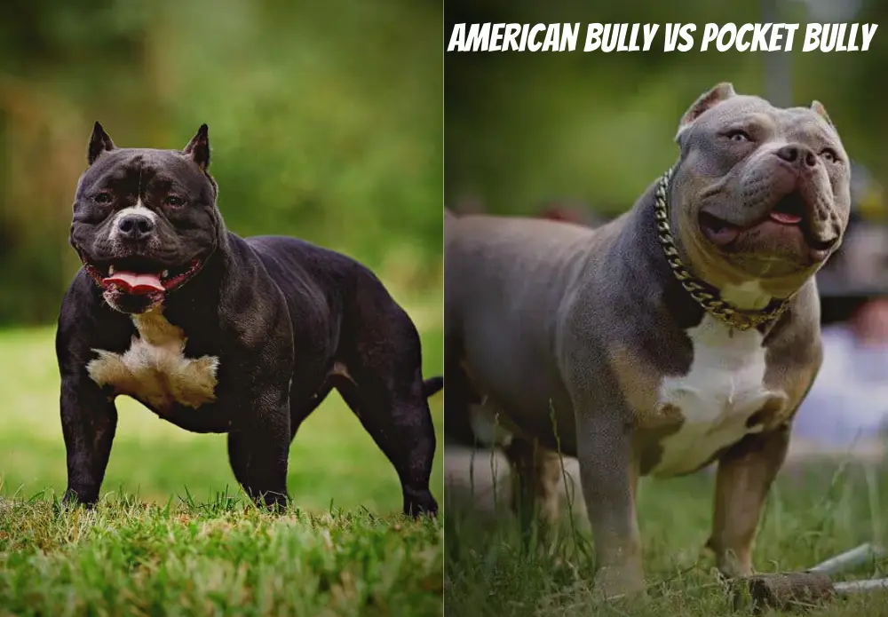 American Bully vs Pocket Bully