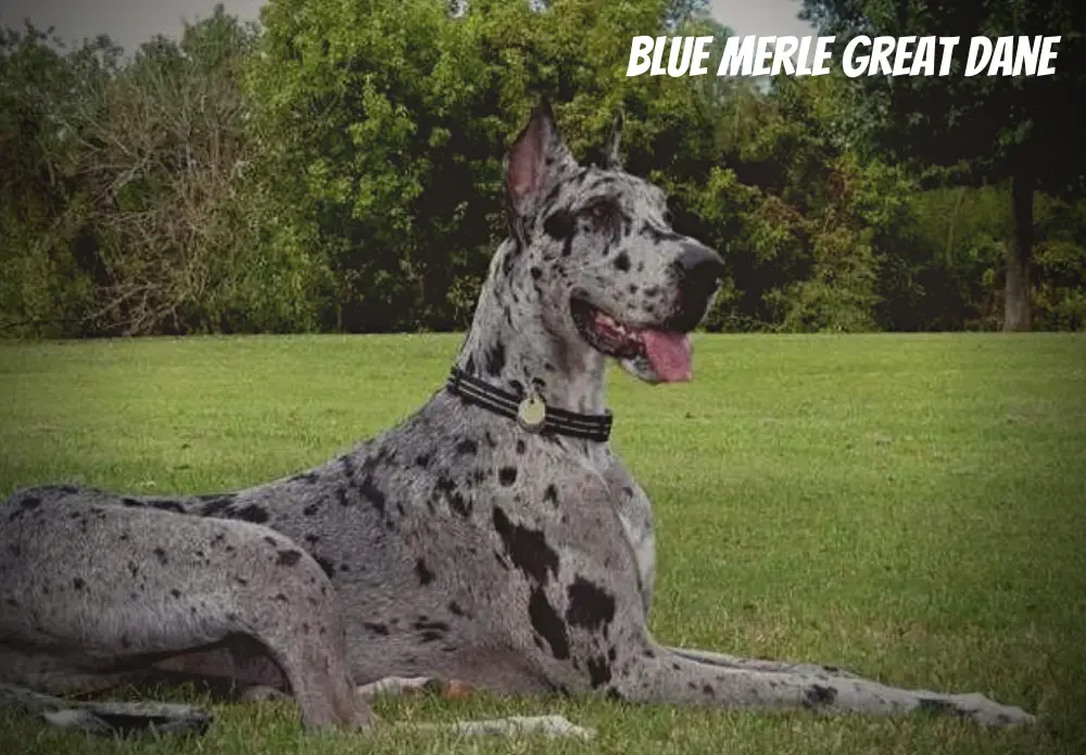 Blue Merle Great Dane