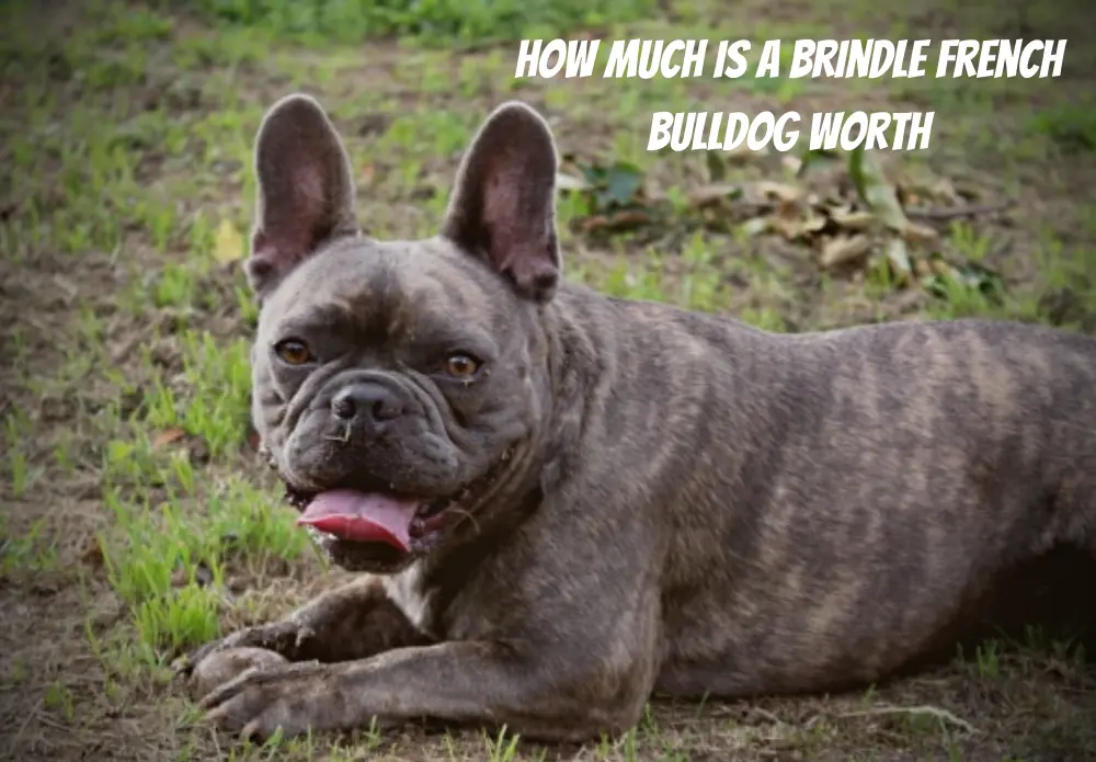 How Much Is A Brindle French Bulldog Worth