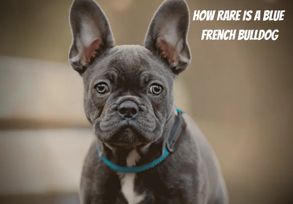 How Rare is A Blue French Bulldog