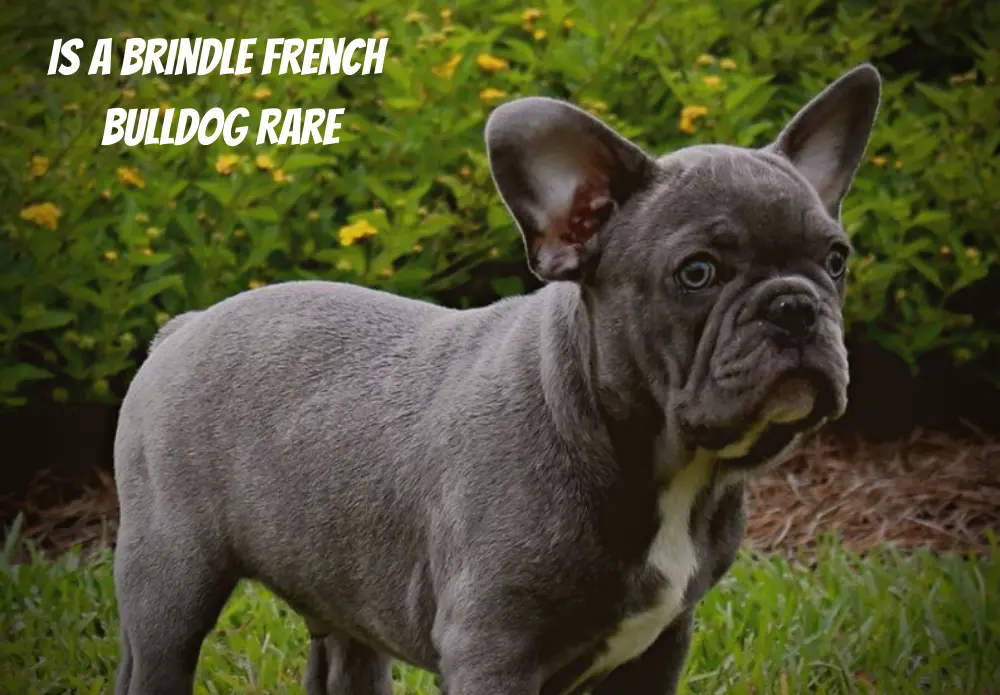 Is A Brindle French Bulldog Rare