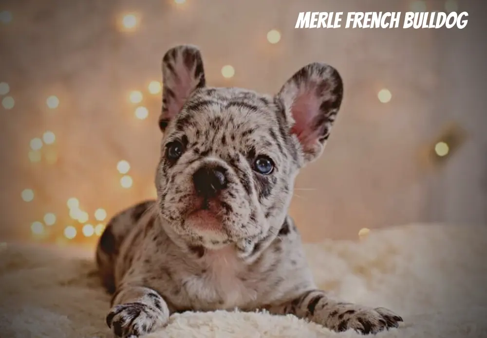 Things You Should Know About Merle French Bulldogs
