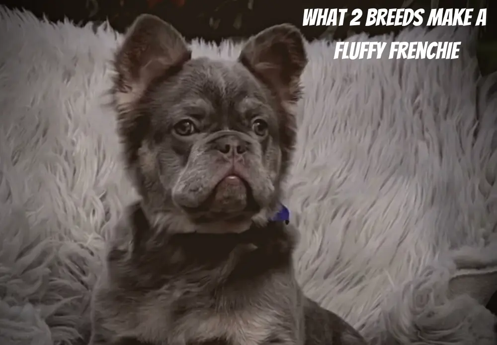 What 2 Breeds Make A Fluffy Frenchie