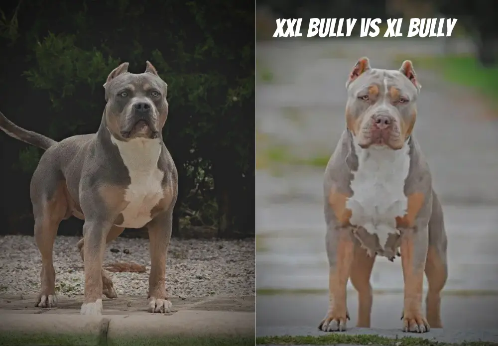 XXL Bully vs XL Bully
