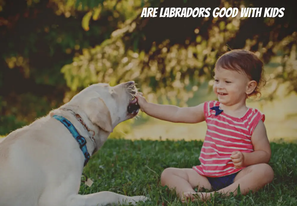 ARE Labradors Good With Kids