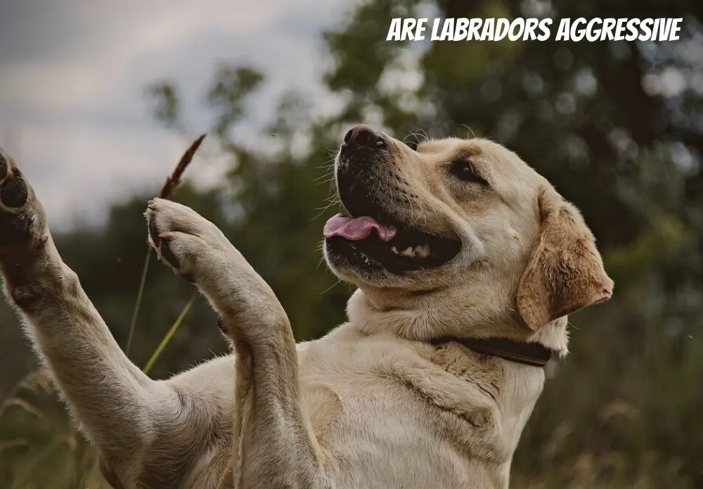 Are Labradors Aggressive