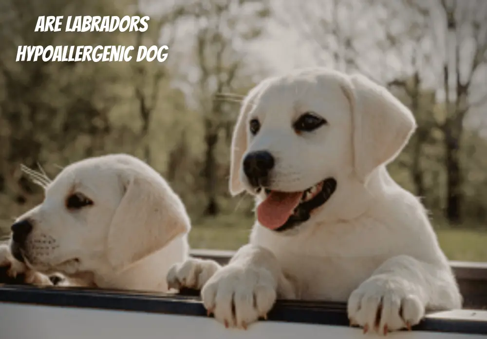 Are Labradors Hypoallergenic Dog Breeds