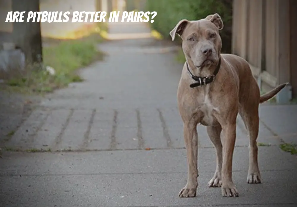 Are Pitbulls Better in Pairs