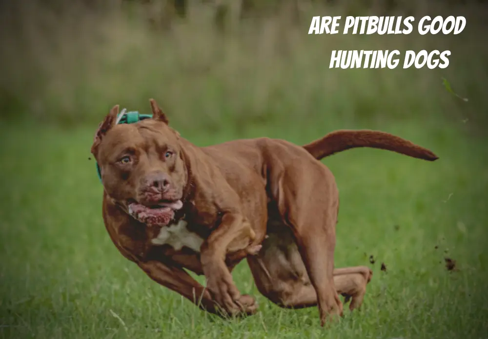 Are Pitbulls Good Hunting Dogs