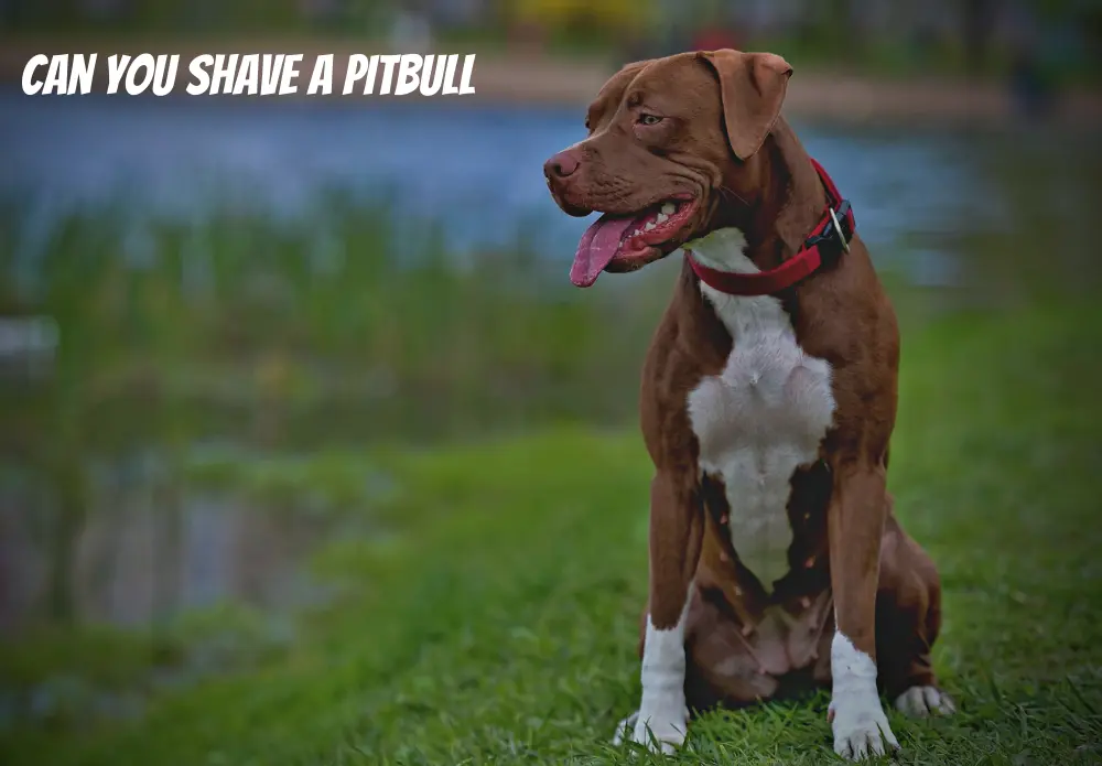 Can You Shave A Pitbull