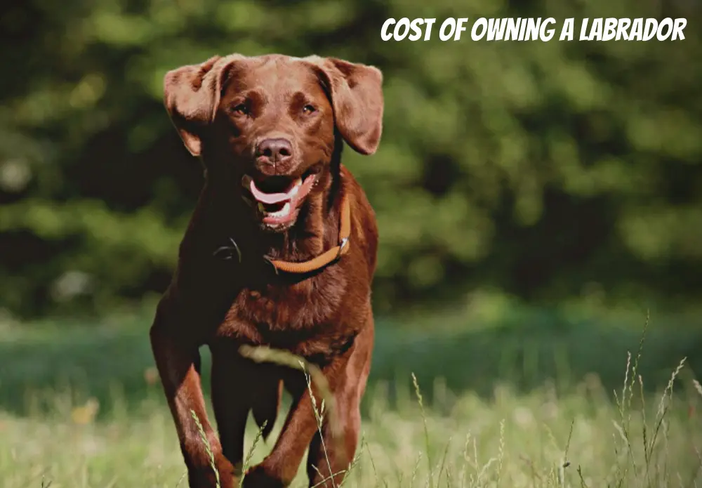 Cost of Owning a Labrador