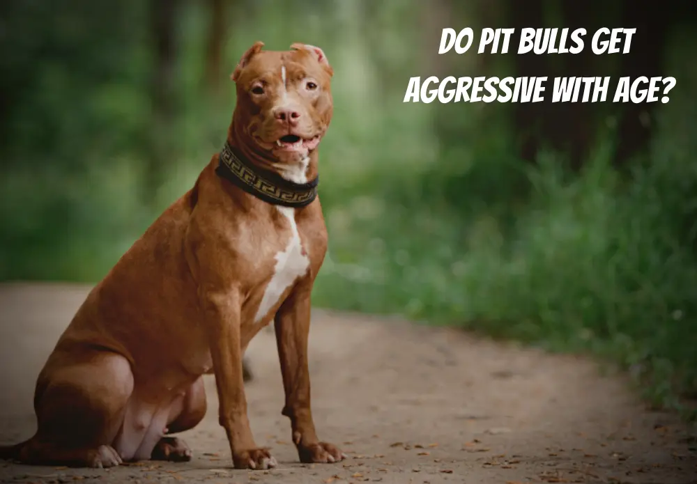 Do Pit Bulls Get Aggressive With Age