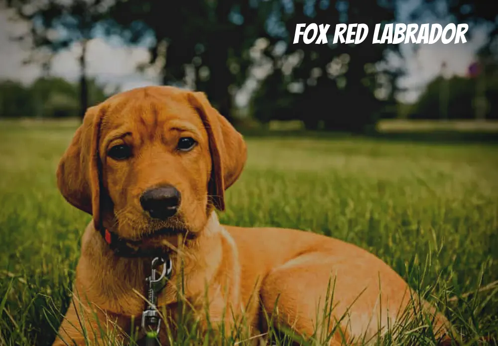 Fox Red Labrador