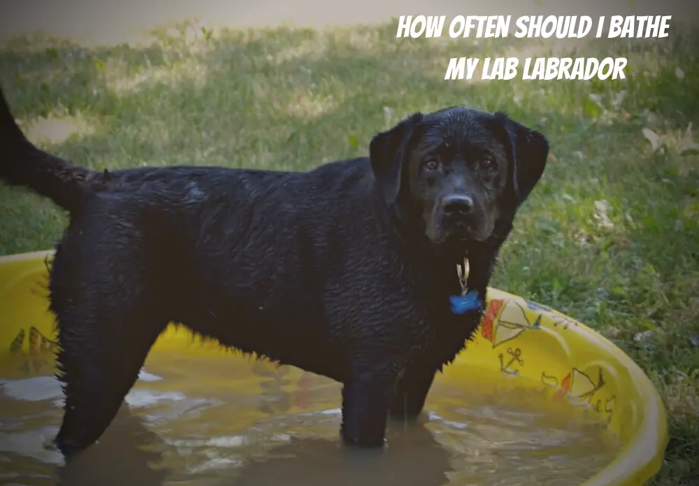 How Often Should I Bathe My Lab Labrador