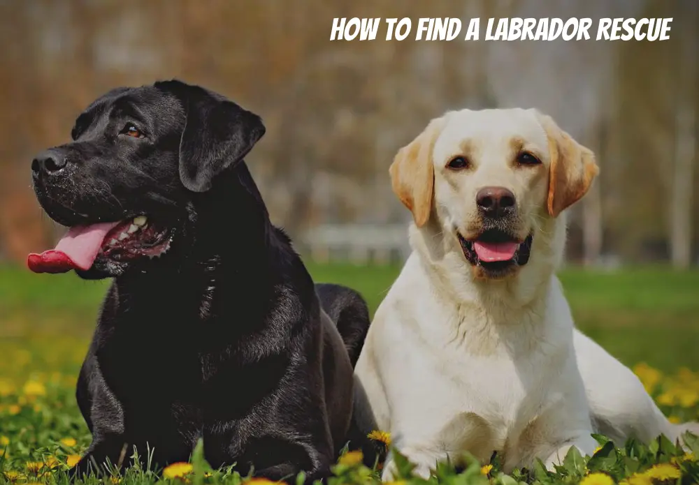 How To Find A Labrador Rescue