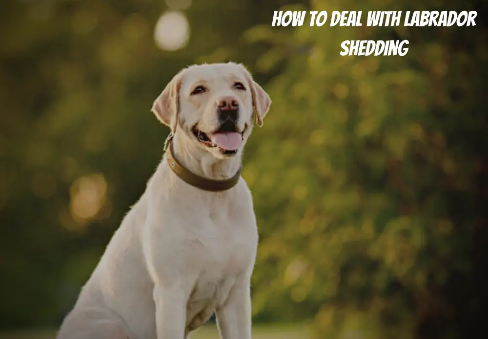 How to Deal With Labrador Shedding