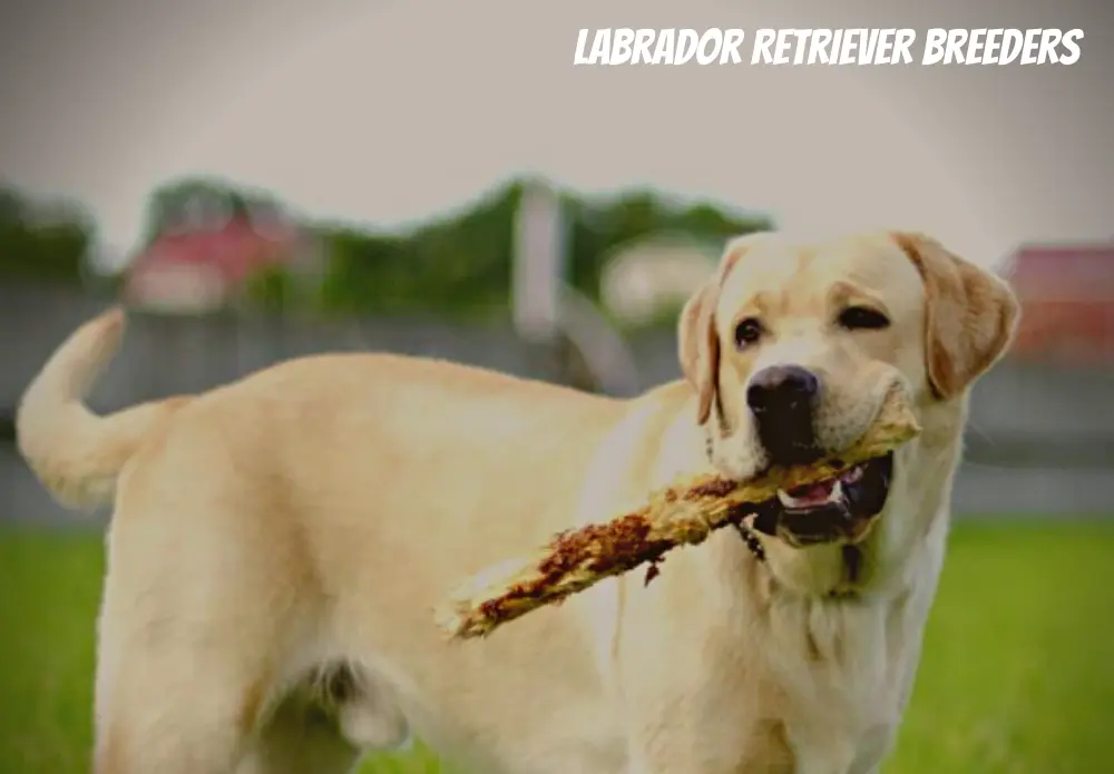 Labrador Retriever Breeders