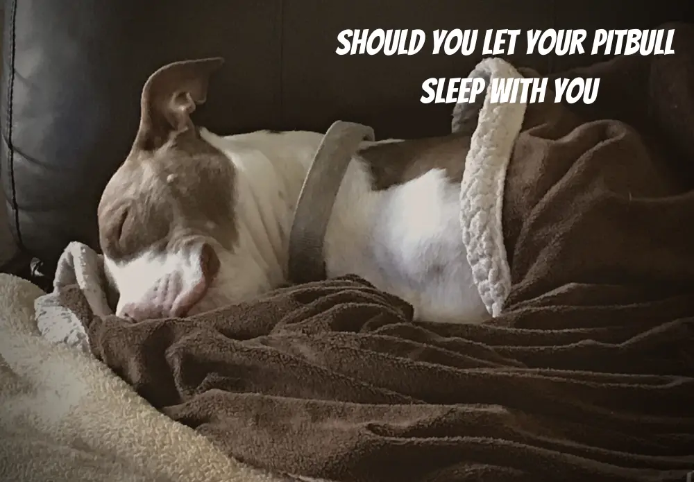 Should You Let Your Pitbull Sleep With You