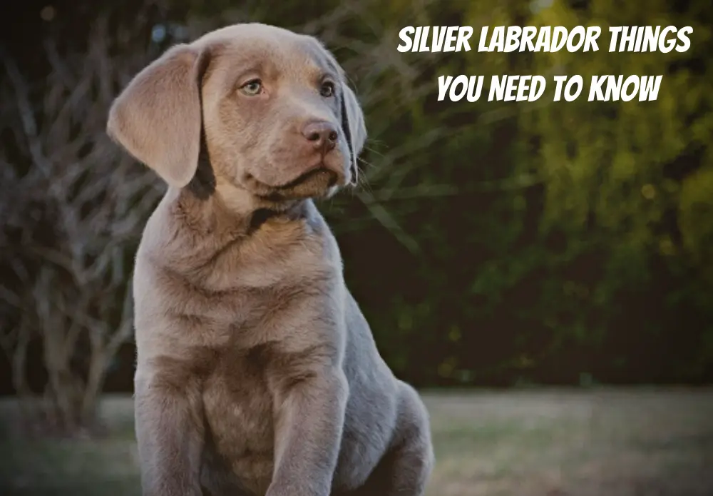 Silver Labradors